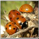 Coccinella septempunctata - Siebenpunkt 03.jpg